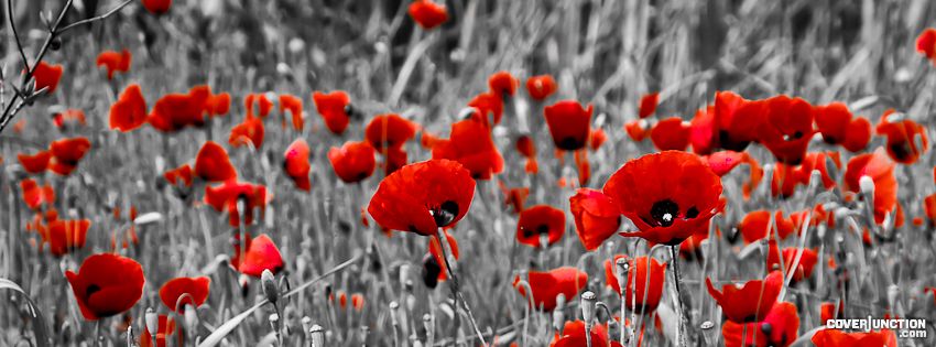 The stories behind the Poppies